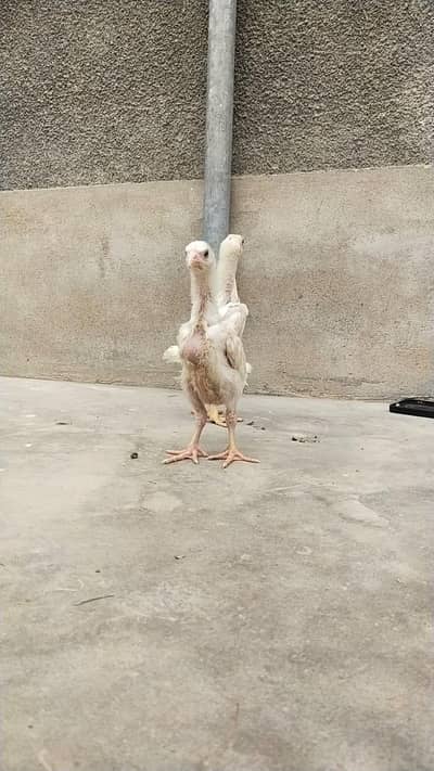 king size Shamo,indain parrot beak 03168035881