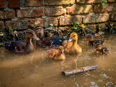 khaki campbell chicks for sale