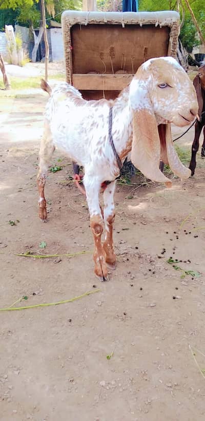 beetal  | Bakra| Kajla |goat | 0300-0091606