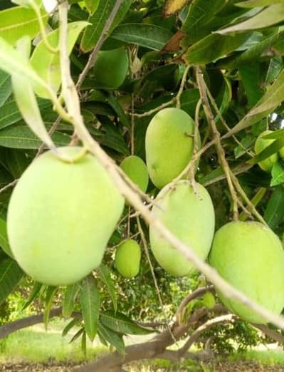 white chonca mango