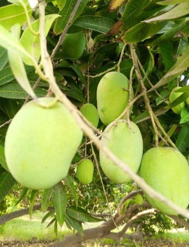 white chonca mango 0