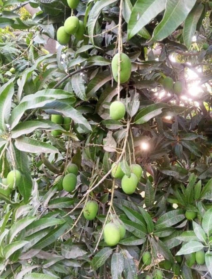 white chonca mango 1