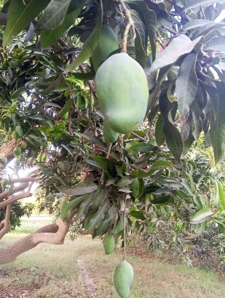 white chonca mango 3