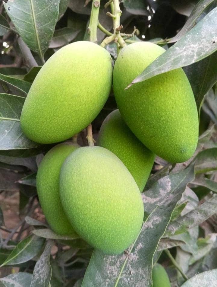 white chonca mango 5