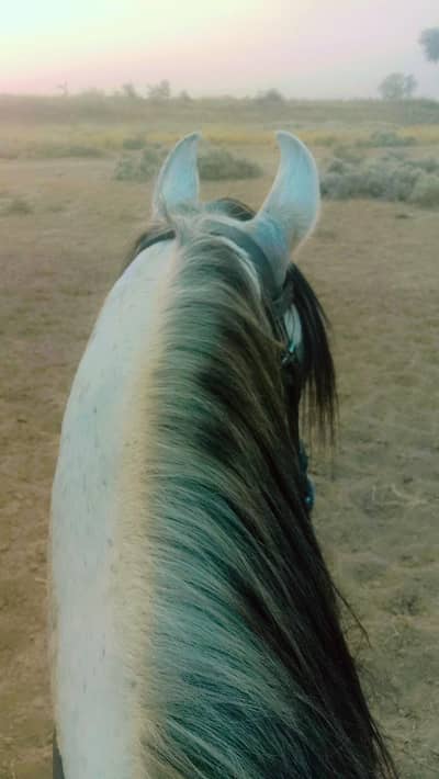 horse for sale