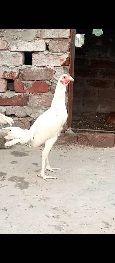 Heera Aseel  available for sale
