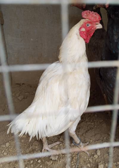 Assle pair for sale