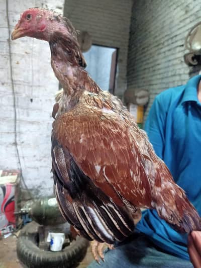 salata murgha or Sindhi jawa murghe for sale : cont 03044007304