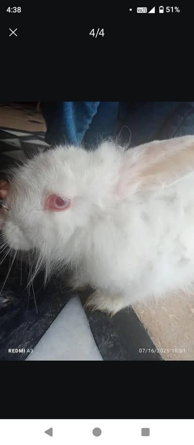 angoora rabbit