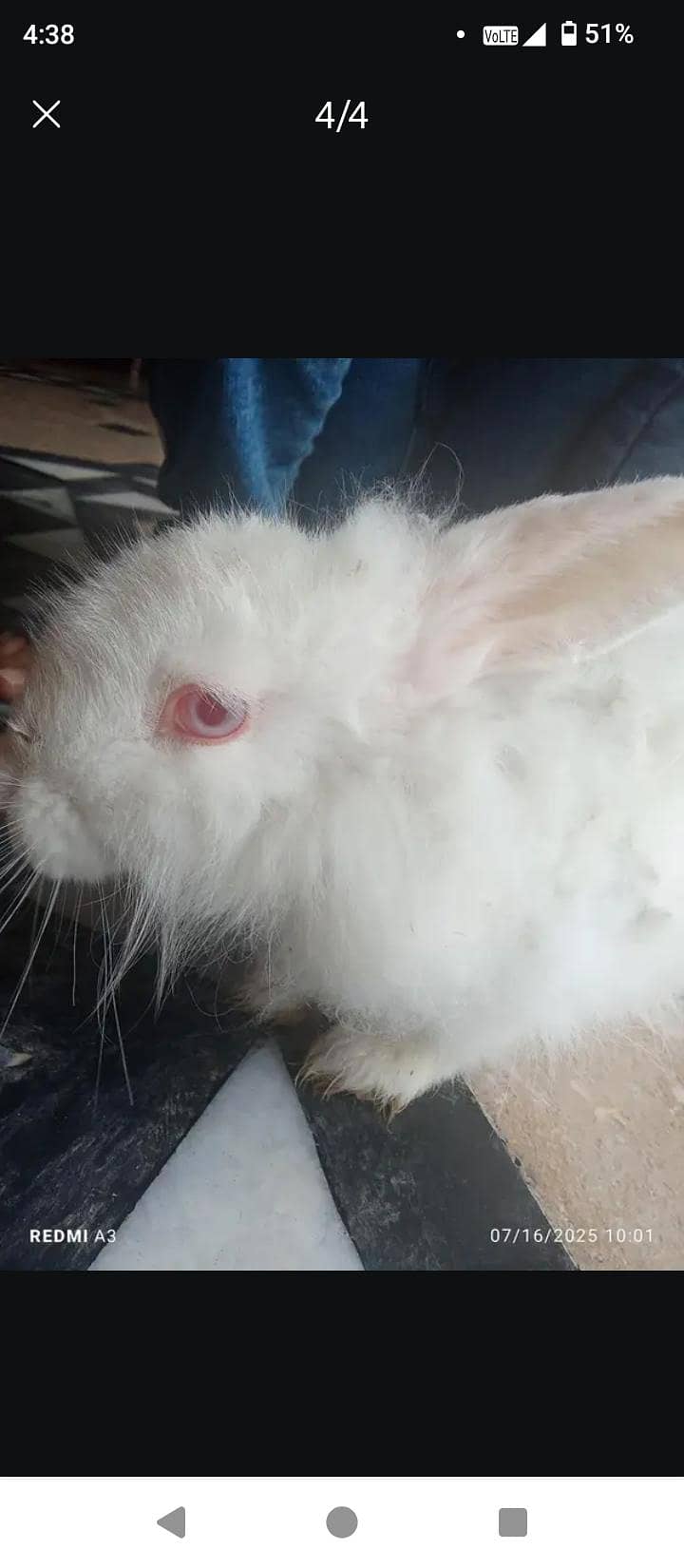 angoora rabbit 0