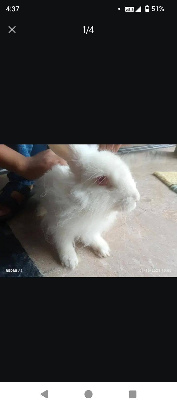 angoora rabbit 1
