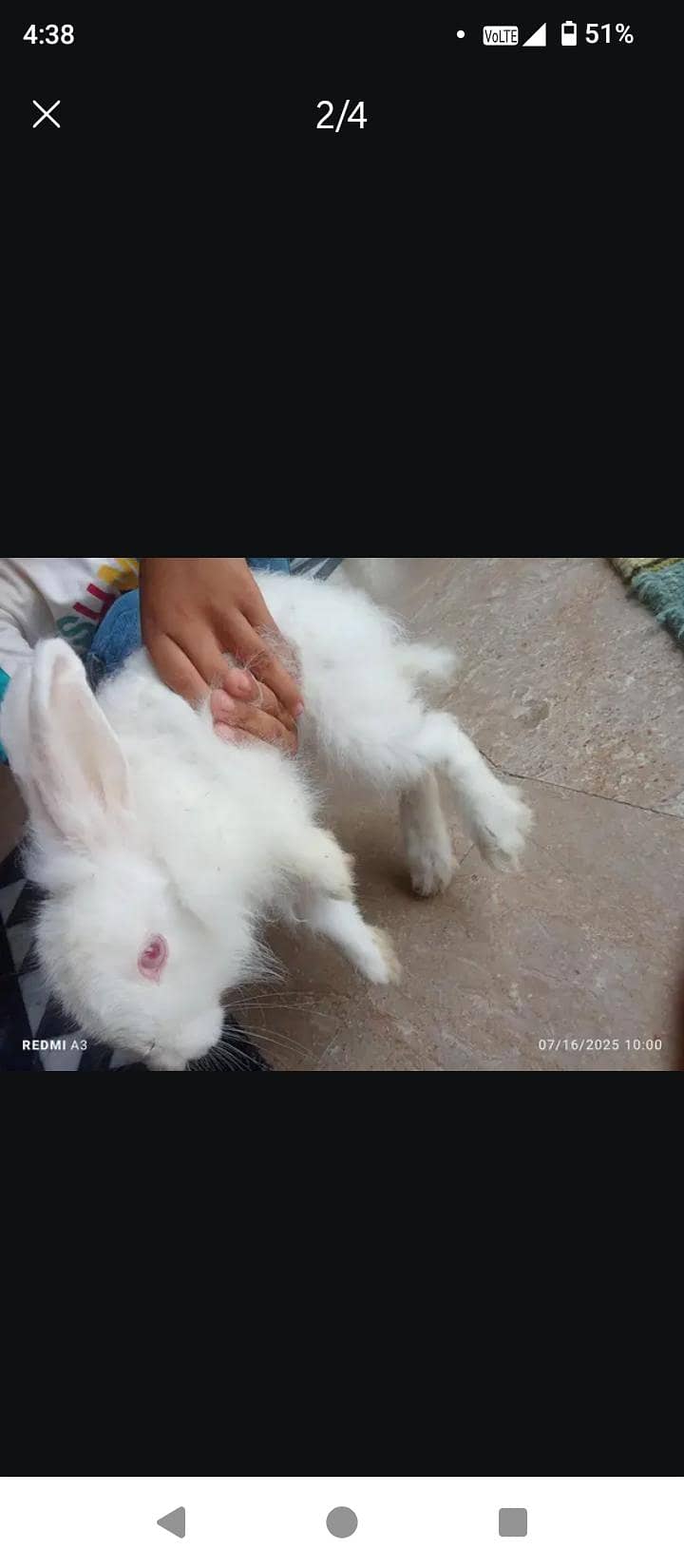 angoora rabbit 2