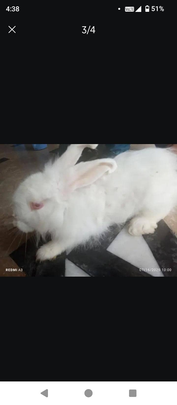 angoora rabbit 3