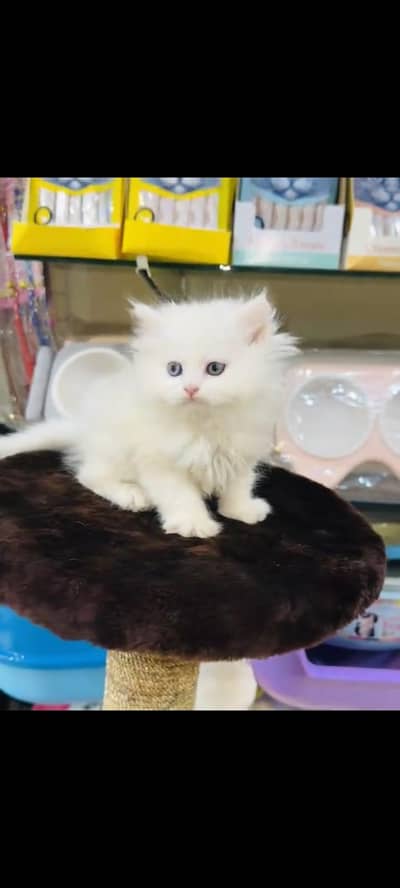 persian cat for sale MywatsapppNumber 0309-37-13-671