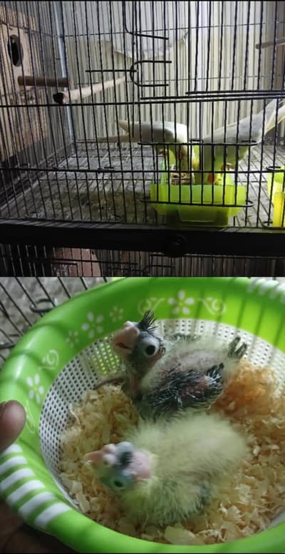 common white pair with history + cocktail chicks for hand tame