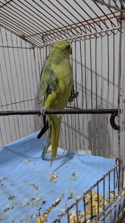 ring neck adult female