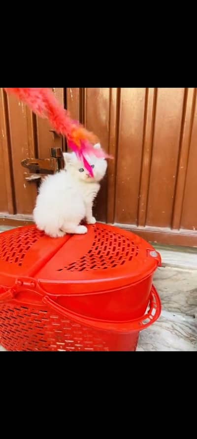 persian cat for sale MywatsapppNumber 0309-37-13-671