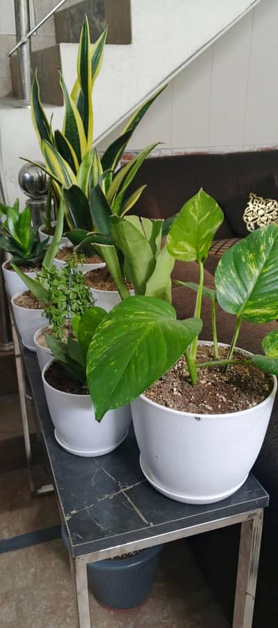 live Plants For Sale