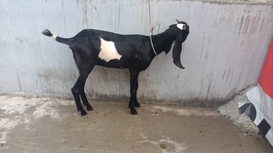 beetal bkri for sale age 7 month