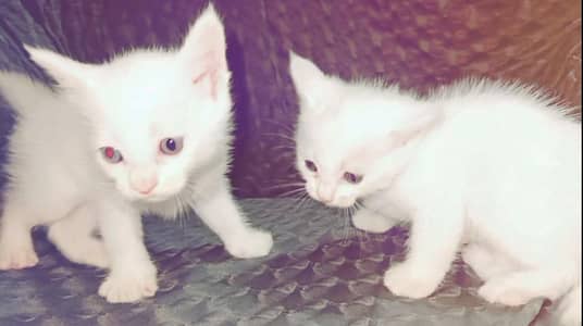 White Turkish cat