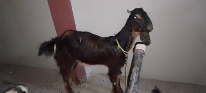 bakre for sale 03116903085 AK bakra 3bakre