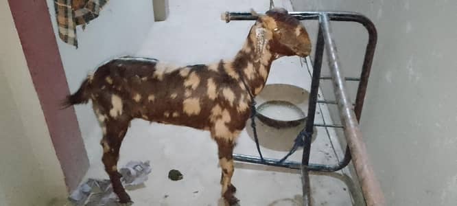 bakre for sale 03116903085 AK bakra 1bakre