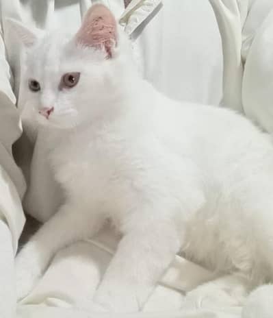 White Persian cat