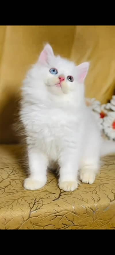 persian cat for sale MywatsapppNumber 0309-37-13-671
