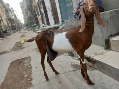 Bakri for sale 03251126163