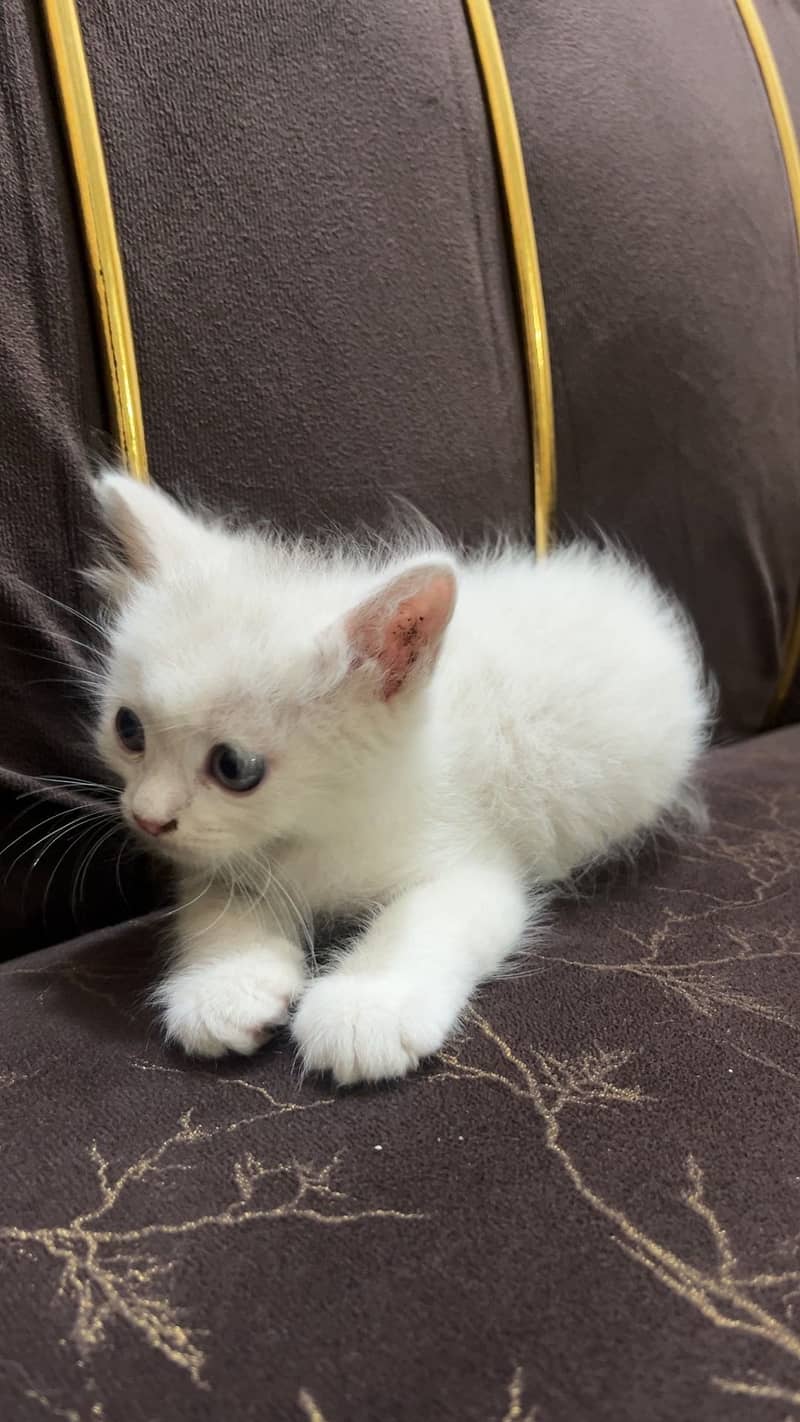 Persian kitten 0