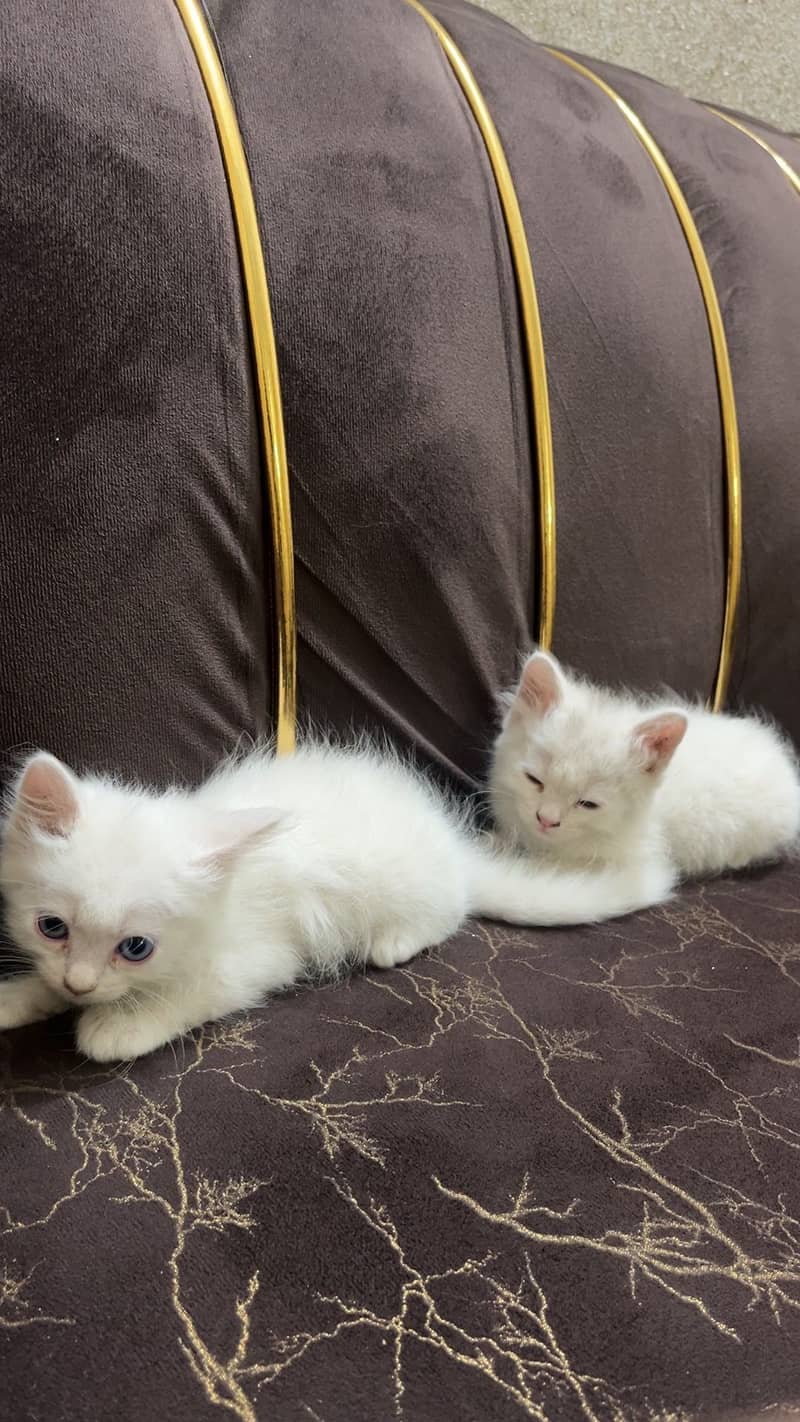 Persian kitten 1