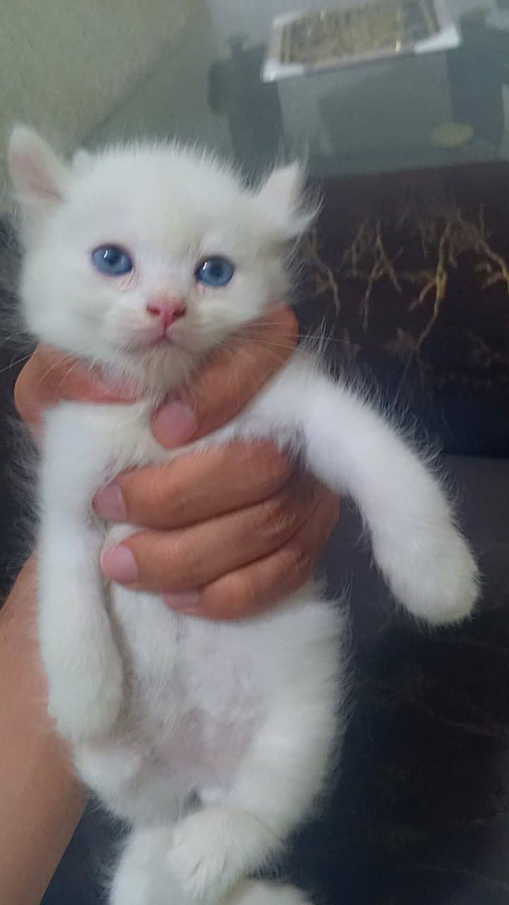 Persian kitten 2