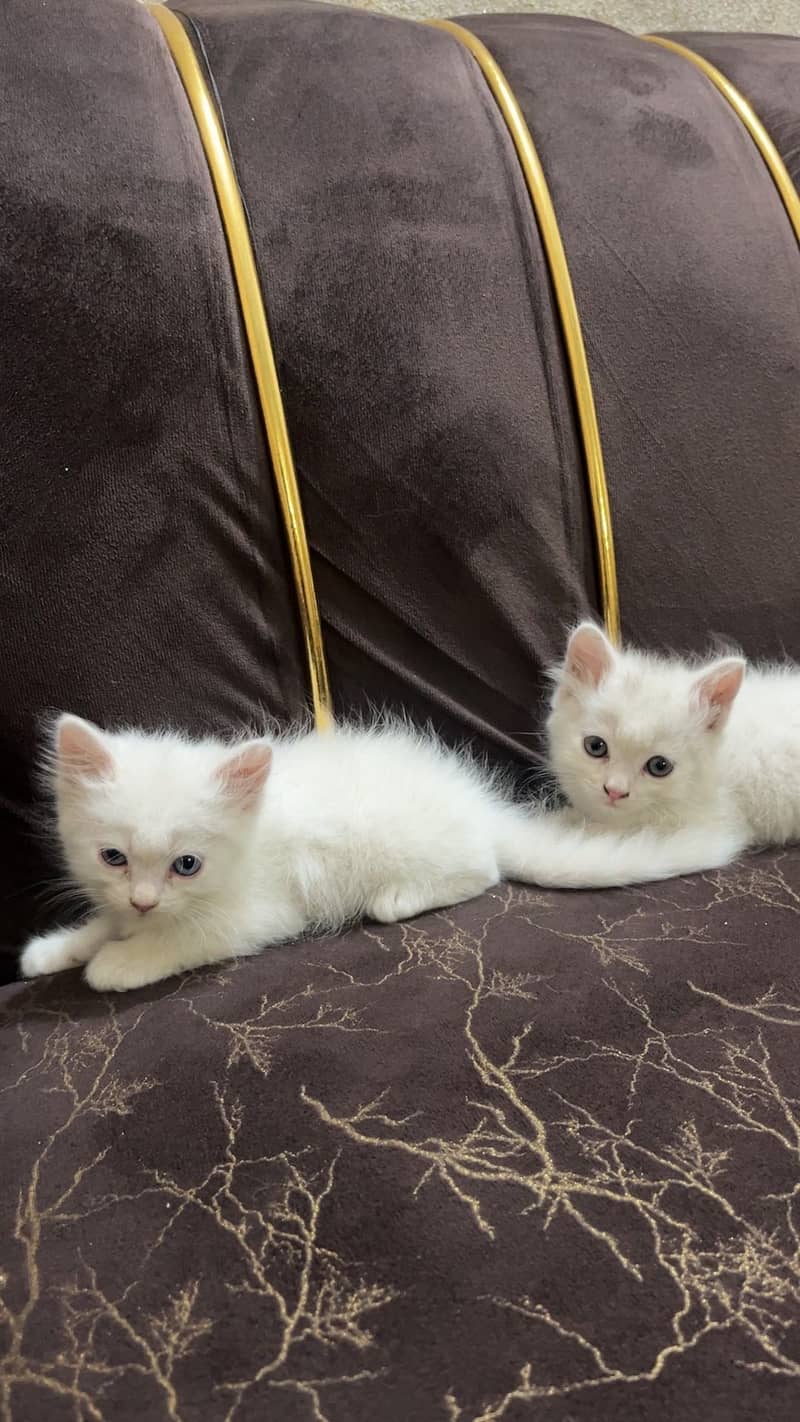 Persian kitten 3