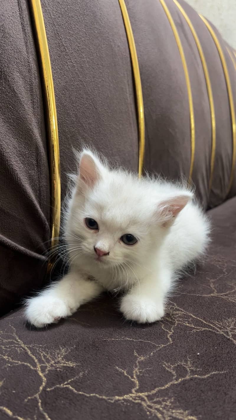 Persian kitten 4