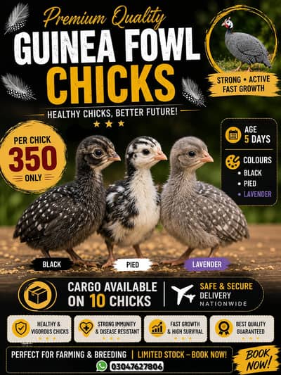 Guinea fowl chakoor chicks for sale