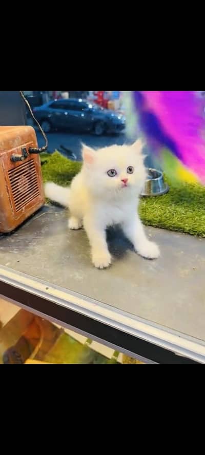 persian cat for sale MywatsapppNumber 0309-37-13-671