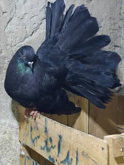English modran fantail in high quality