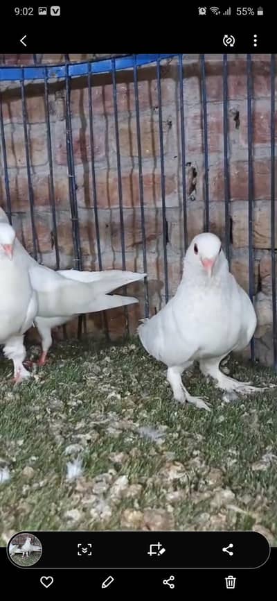 Pigeon