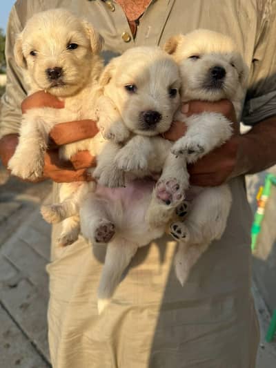 American Poodle Puppies For Sale