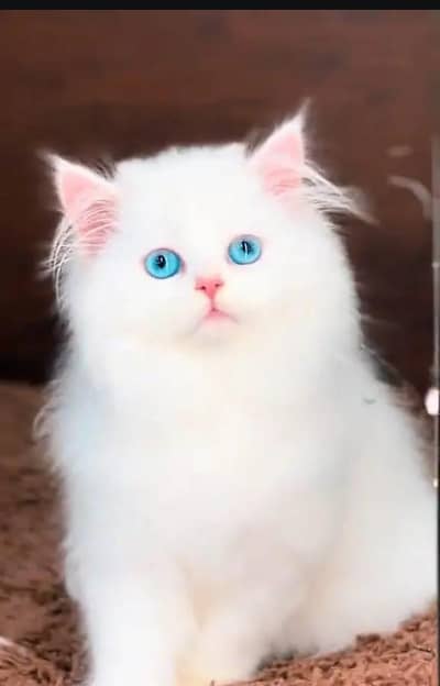 beautiful Persian female kitten for sale 0326=029=0323 my WhatsApp