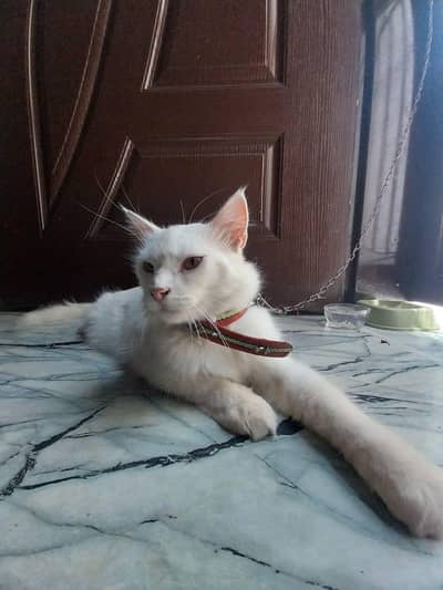 faizanjutt