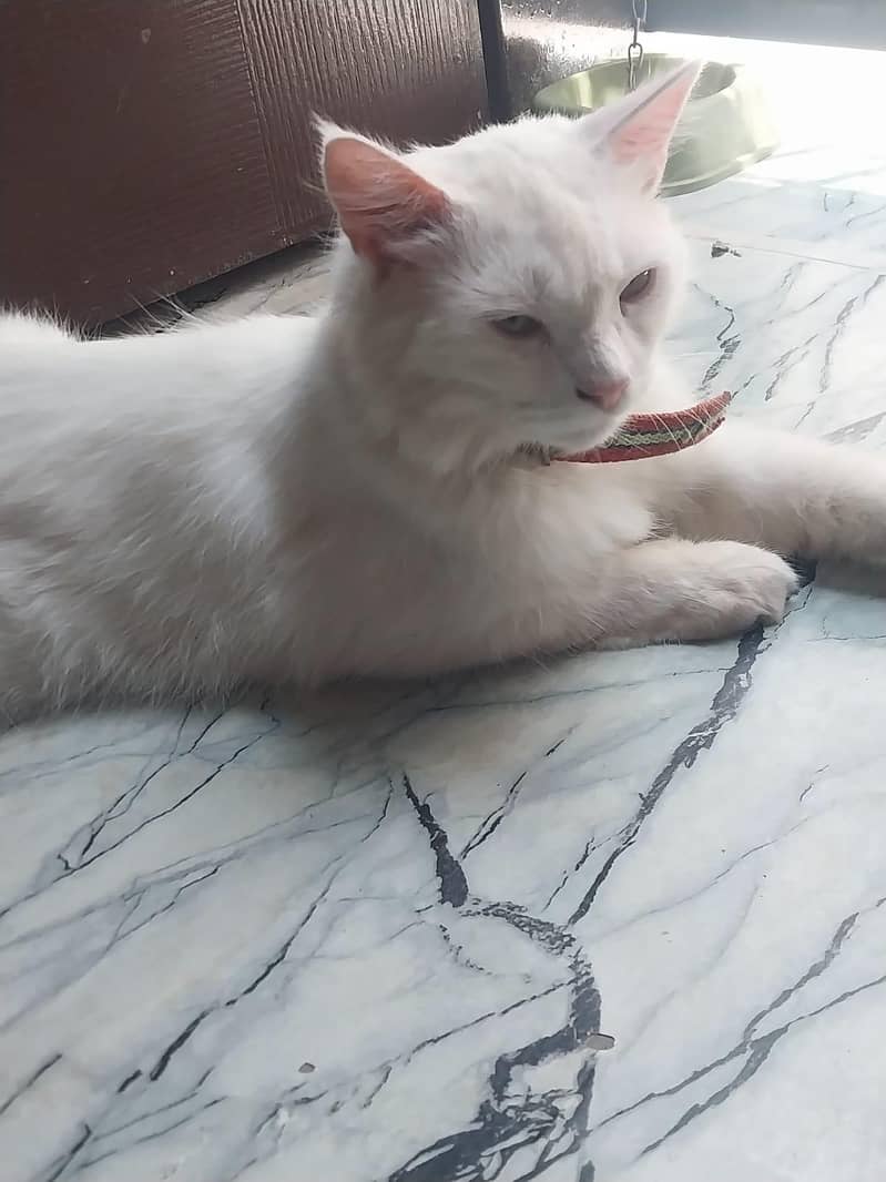 faizanjutt 2