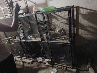 big and solid iron cage for sale
