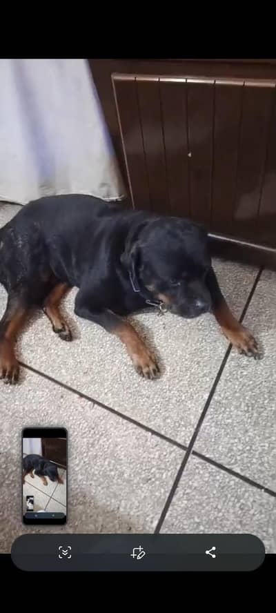 Pedigree rottweiler male and female