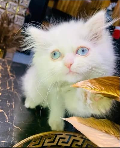 kettin blue eyes triple court Very friendly and playfull
