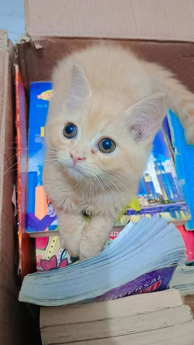 Male  Persian kitten