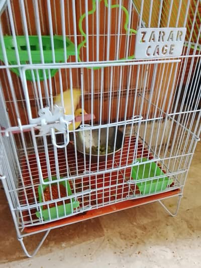 canary singing male and female