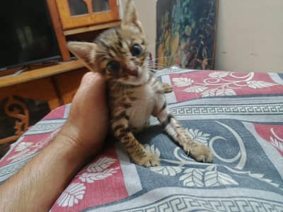 Cute Kitten Looking For New Home