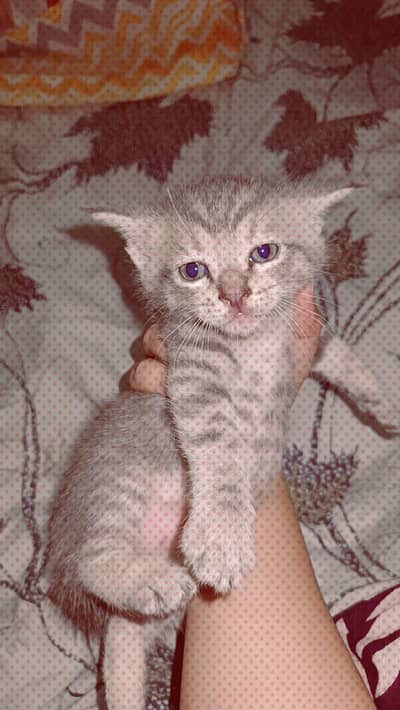 Grey Turkish cat