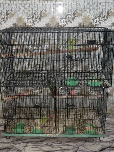Parrots and cages